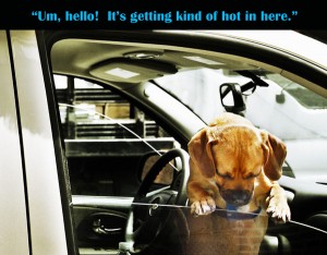 Dog Waiting in Car